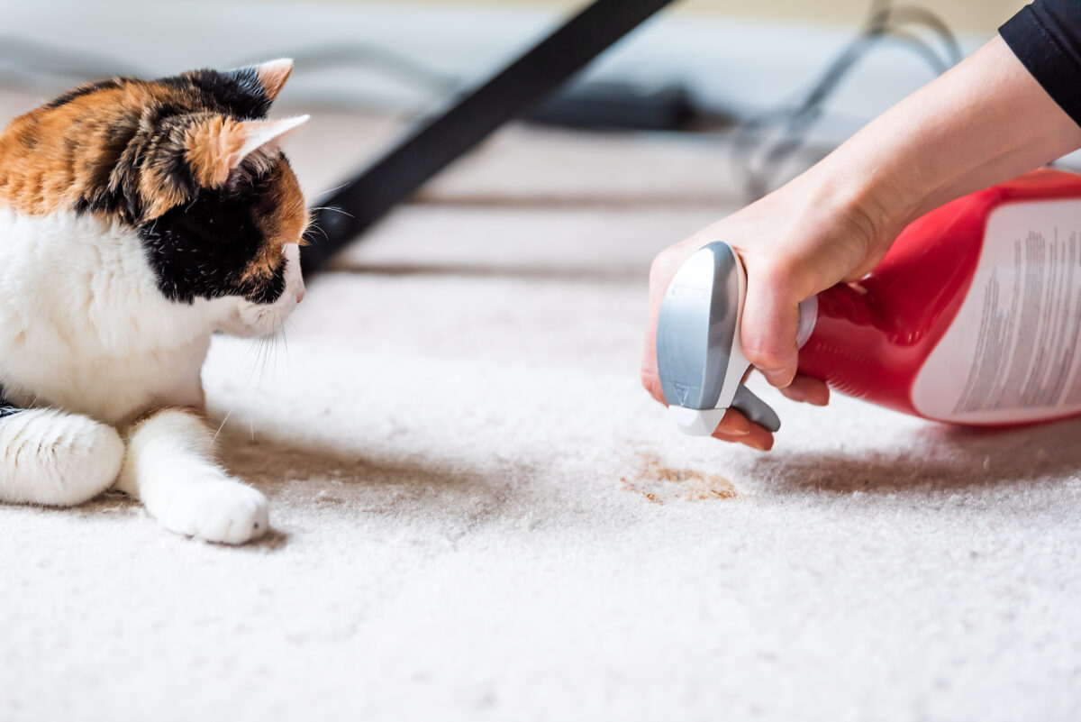 A person spot cleans a pet stain on a carpet with a spray bottle as a calico cat watches closely ★ Prestige Carpet Cleaning Woman using Prestige-recommended carpet cleaner to remove a pet stain (cat urine) from white carpet